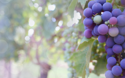 Spiritual Development – Embracing the First Harvest