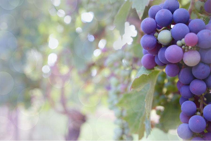 Spiritual Development – Embracing the First Harvest